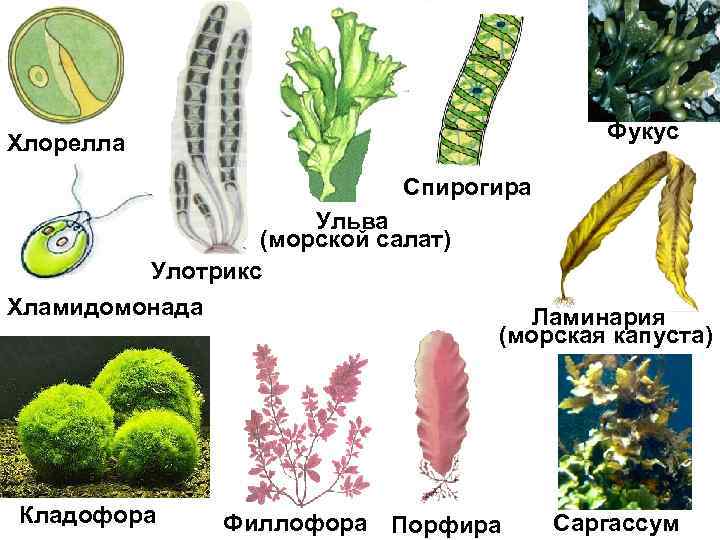 Фукус Хлорелла Спирогира Ульва (морской салат) Улотрикс Хламидомонада Кладофора Филлофора Ламинария (морская капуста) Порфира