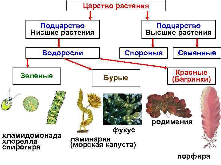 Царство растения Подцарство Низшие растения Водоросли Зеленые хламидомонада хлорелла спирогира Подцарство Высшие растения Споровые