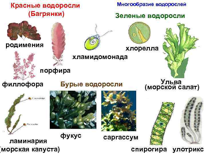 Красные водоросли (Багрянки) родимения Многообразие водорослей Зеленые водоросли хлорелла хламидомонада порфира филлофора ламинария (морская