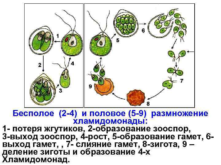 Бесполое (2 -4) и половое (5 -9) размножение хламидомонады: 1 - потеря жгутиков, 2