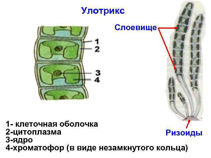 Улотрикс Слоевище 1 - клеточная оболочка 2 -цитоплазма Ризоиды 3 -ядро 4 -хроматофор (в