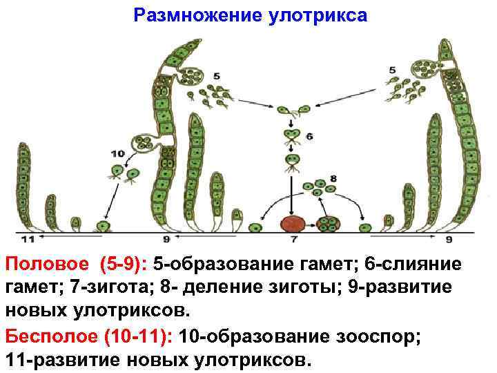 Размножение улотрикса Половое (5 -9): 5 -образование гамет; 6 -слияние гамет; 7 -зигота; 8