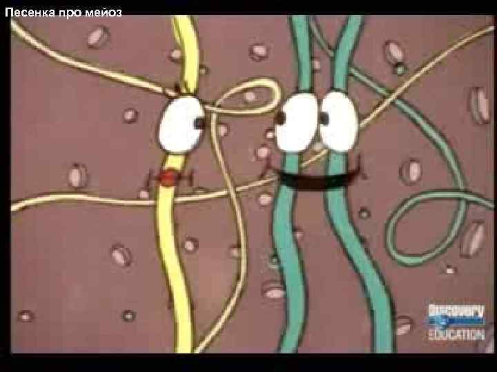 Песенка про мейоз 