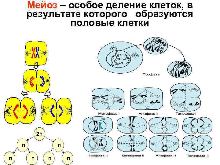 Мейоз 4 клетки