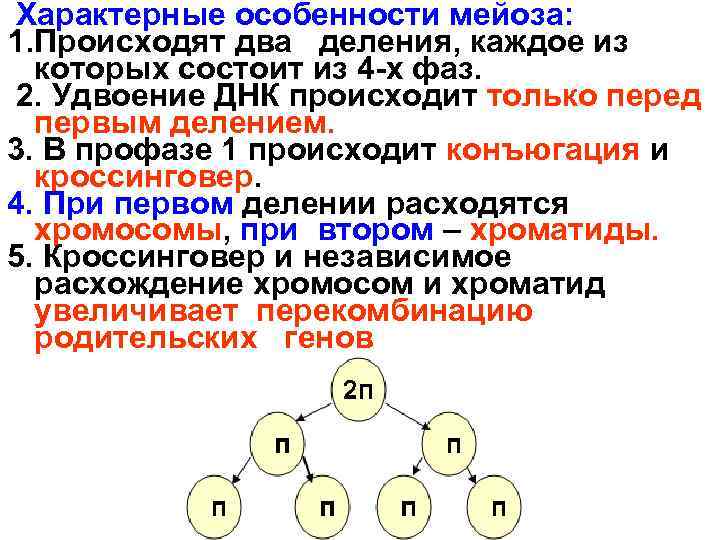 Характерные особенности мейоза: 1. Происходят два деления, каждое из которых состоит из 4 -х