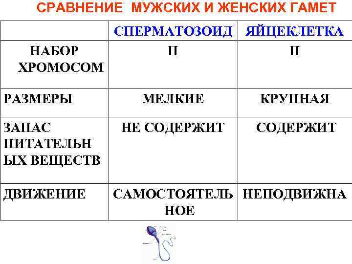 СРАВНЕНИЕ МУЖСКИХ И ЖЕНСКИХ ГАМЕТ НАБОР ХРОМОСОМ РАЗМЕРЫ ЗАПАС ПИТАТЕЛЬН ЫХ ВЕЩЕСТВ ДВИЖЕНИЕ СПЕРМАТОЗОИД