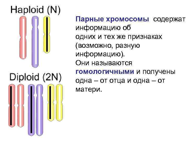 Парные хромосомы содержат информацию об одних и тех же признаках (возможно, разную информацию). Они