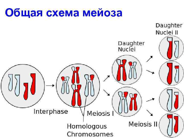 Общая схема мейоза 
