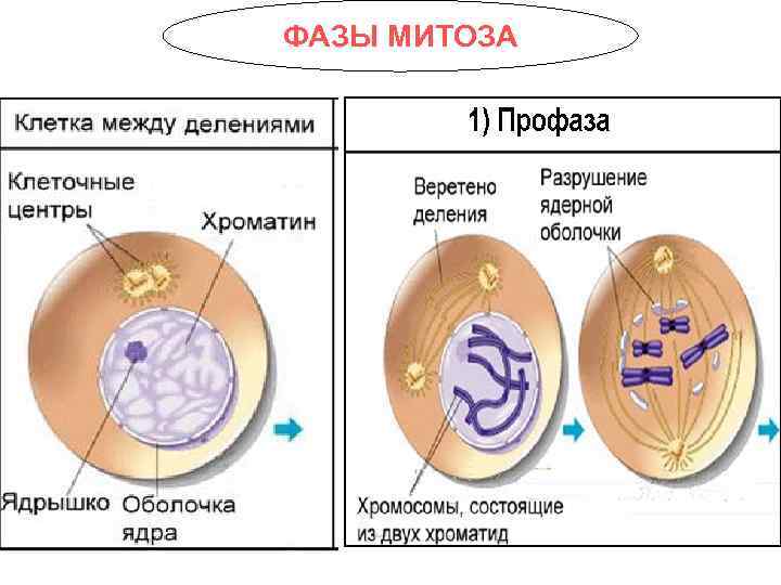 ФАЗЫ МИТОЗА 