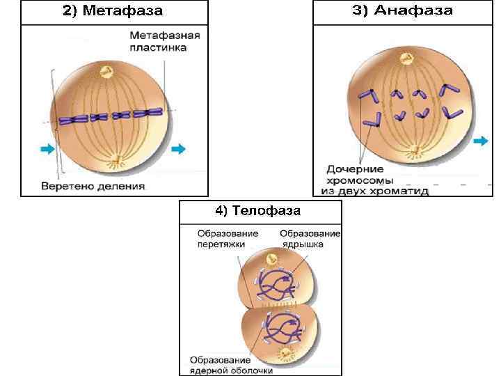 Деление митоз картинки