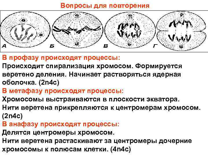 Какая фаза набор хромосом и какой тип деления исходной диплоидной клетки изображены на рисунке