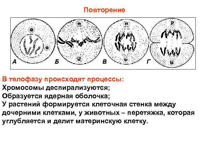 Процессы хромосом. Телофаза животной клетки митоз. Телофаза митоза у растений. Телофаза растительной клетки митоз. Деление клетки телофаза.