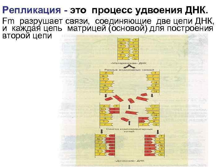 Репликация - это процесс удвоения ДНК. Fm разрушает связи, соединяющие две цепи ДНК, и