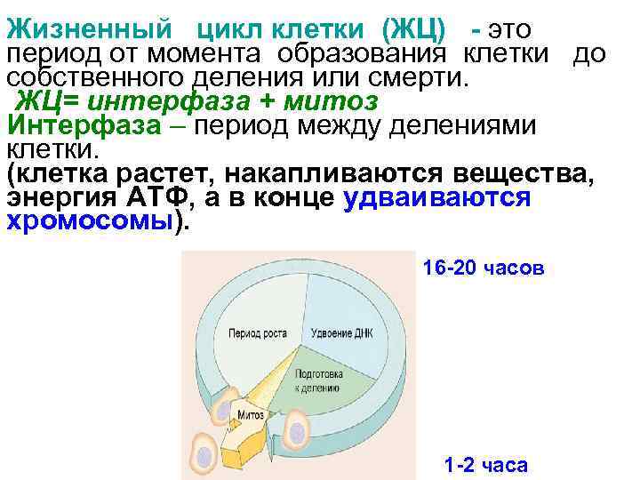 Жизненный цикл клетки картинка