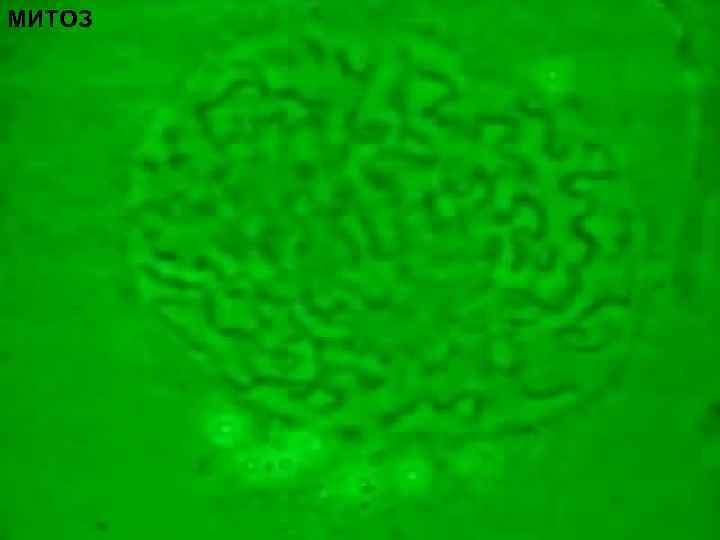 МИТОЗ 