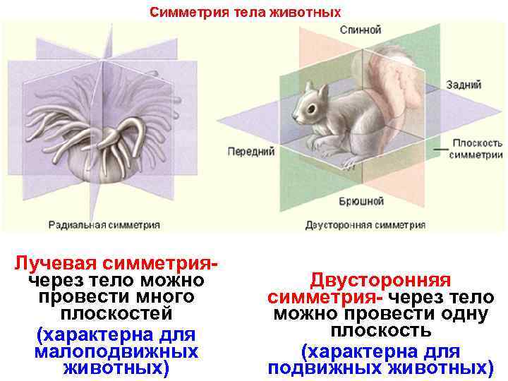 Лучевая симметриячерез тело можно провести много плоскостей (характерна для малоподвижных животных) Двусторонняя симметрия- через