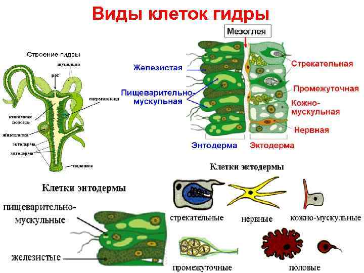 Виды клеток гидры 