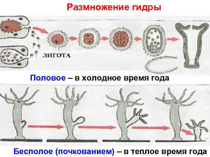 Размножение гидры Половое – в холодное время года Бесполое (почкованием) – в теплое время