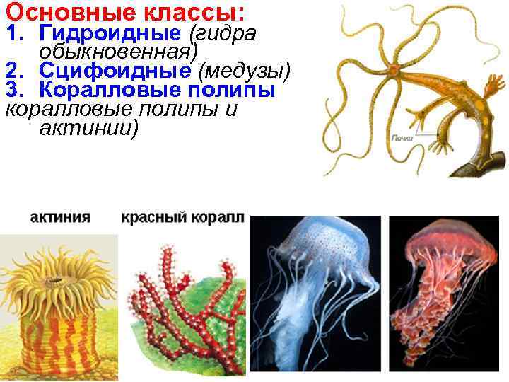 Основные классы: 1. Гидроидные (гидра обыкновенная) 2. Сцифоидные (медузы) 3. Коралловые полипы коралловые полипы