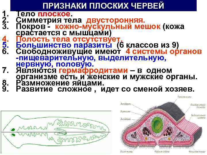 1. 2. 3. 4. 5. 6. 7. 8. 9. ПРИЗНАКИ ПЛОСКИХ ЧЕРВЕЙ Тело плоское.