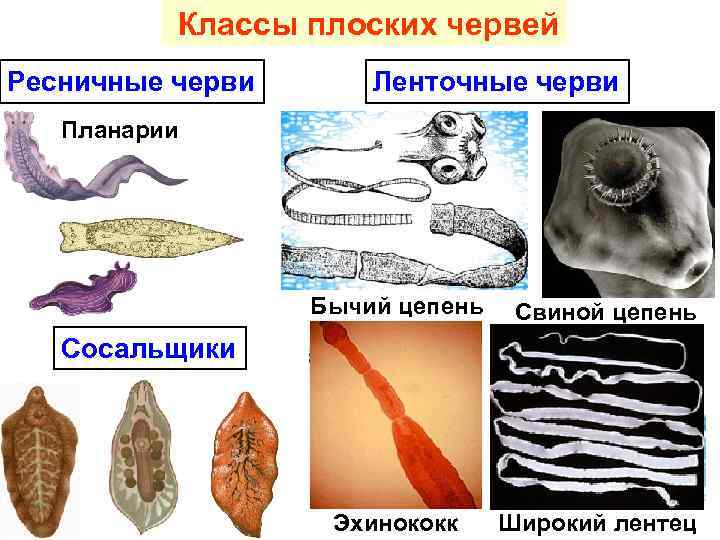 Классы плоских червей Ресничные черви Ленточные черви Планарии Бычий цепень Свиной цепень Сосальщики Эхинококк