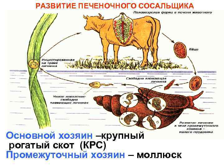 РАЗВИТИЕ ПЕЧЕНОЧНОГО СОСАЛЬЩИКА Основной хозяин –крупный рогатый скот (КРС) Промежуточный хозяин – моллюск 