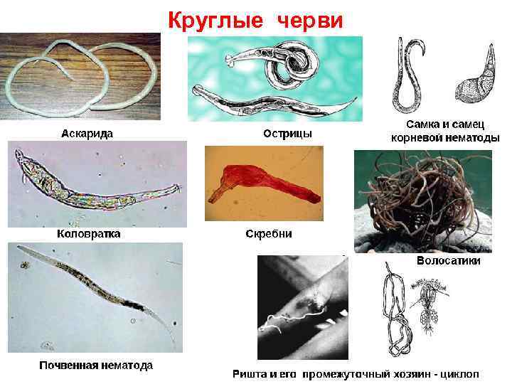 Круглые черви 