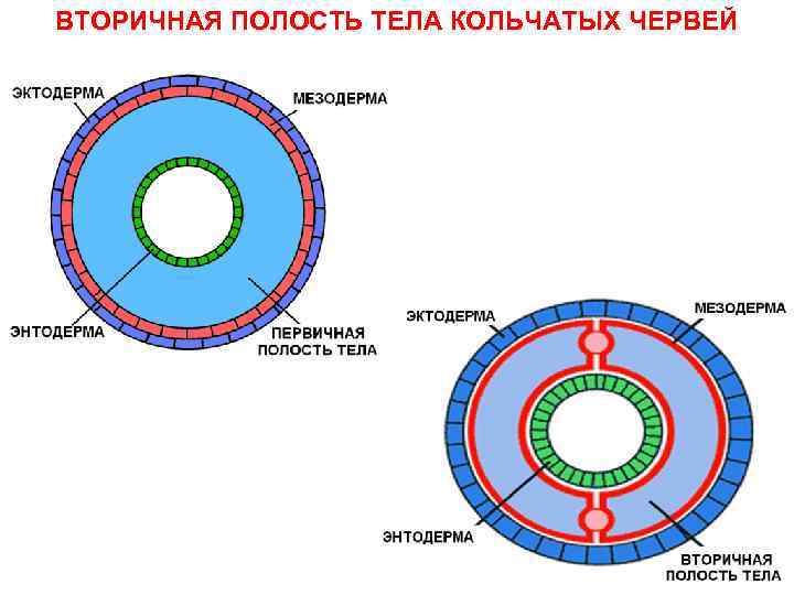 ВТОРИЧНАЯ ПОЛОСТЬ ТЕЛА КОЛЬЧАТЫХ ЧЕРВЕЙ 