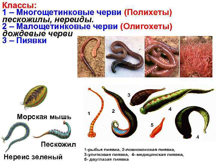 Классы: 1 – Многощетинковые черви (Полихеты) пескожилы, нереиды. 2 – Малощетинковые черви (Олигохеты) дождевые