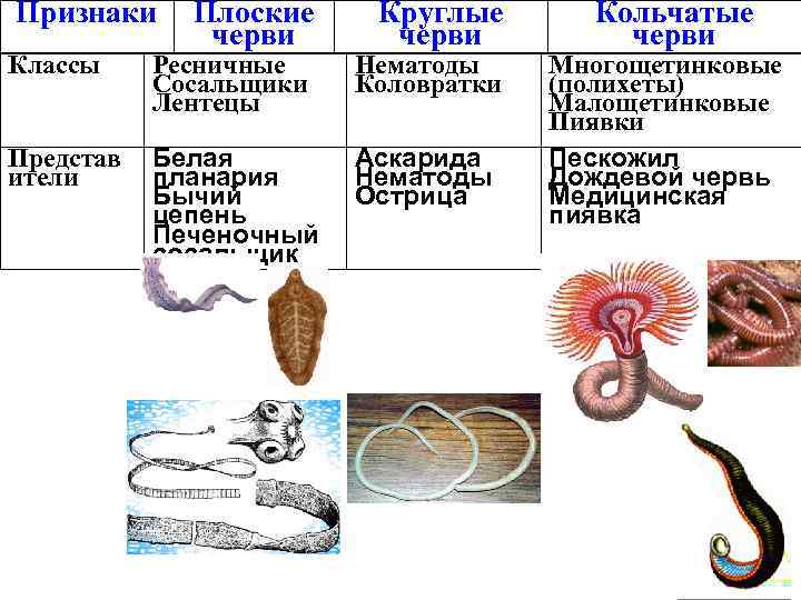 Признаки Плоские черви Круглые черви Классы Ресничные Сосальщики Лентецы Нематоды Коловратки Представ ители Белая