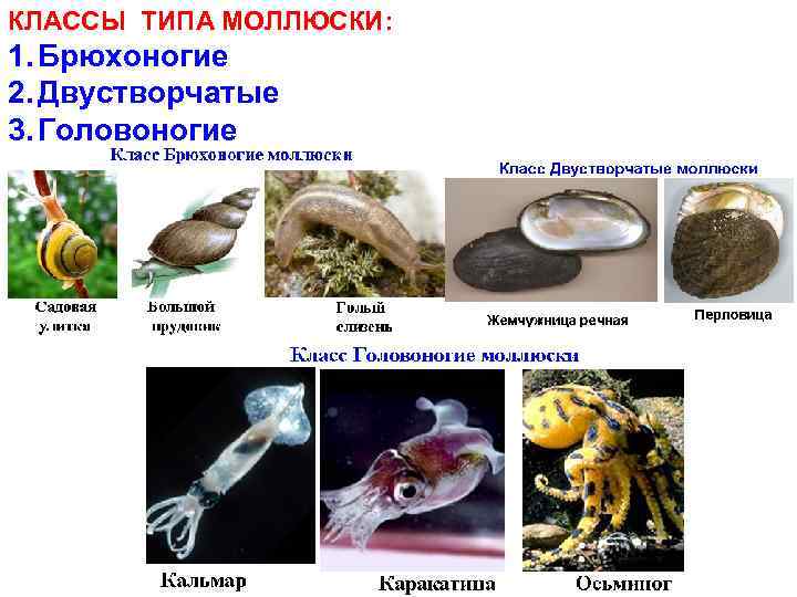 КЛАССЫ ТИПА МОЛЛЮСКИ: 1. Брюхоногие 2. Двустворчатые 3. Головоногие 