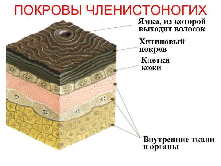 ПОКРОВЫ ЧЛЕНИСТОНОГИХ 