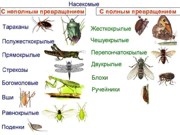 С неполным превращением С полным превращением 