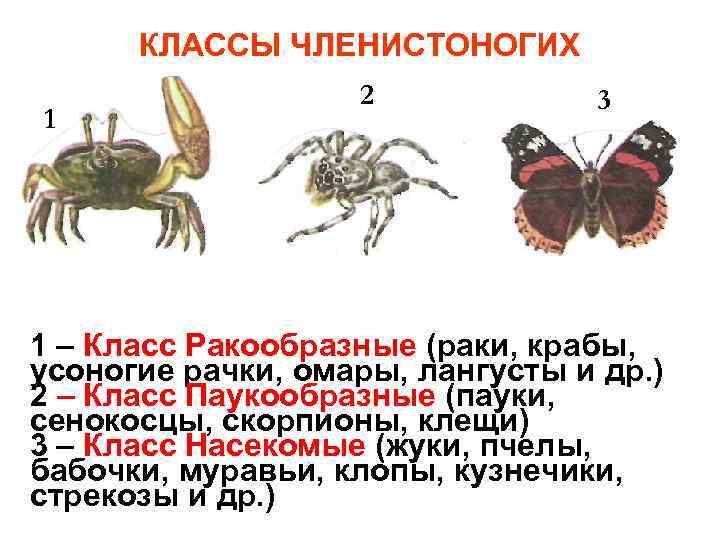 КЛАССЫ ЧЛЕНИСТОНОГИХ 1 2 3 1 – Класс Ракообразные (раки, крабы, усоногие рачки, омары,