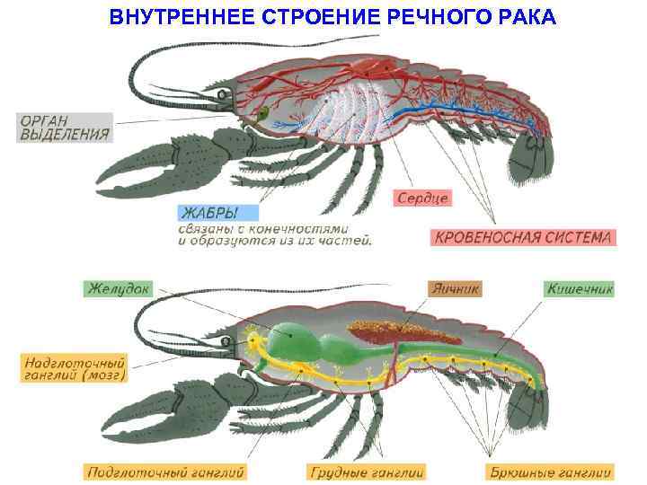 ВНУТРЕННЕЕ СТРОЕНИЕ РЕЧНОГО РАКА 