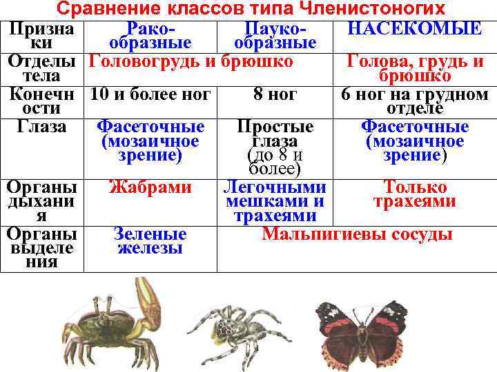 Сравнение классов типа Членистоногих Призна Рако. Пауко. НАСЕКОМЫЕ ки образные Отделы Головогрудь и брюшко