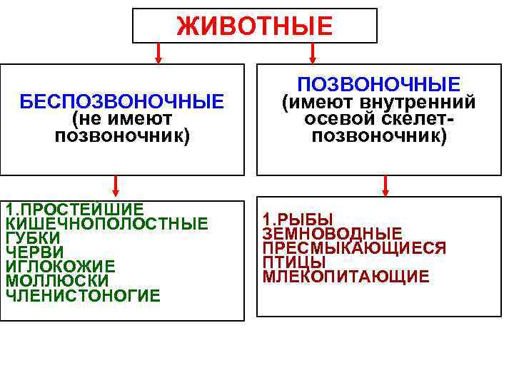 ЖИВОТНЫЕ БЕСПОЗВОНОЧНЫЕ (не имеют позвоночник) 1. ПРОСТЕЙШИЕ КИШЕЧНОПОЛОСТНЫЕ ГУБКИ ЧЕРВИ ИГЛОКОЖИЕ МОЛЛЮСКИ ЧЛЕНИСТОНОГИЕ ПОЗВОНОЧНЫЕ