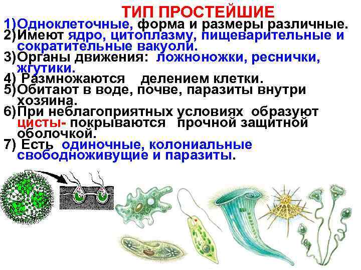 ТИП ПРОСТЕЙШИЕ 1) Одноклеточные, форма и размеры различные. 2) Имеют ядро, цитоплазму, пищеварительные и