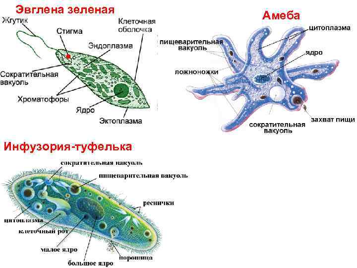 Эвглена зеленая Инфузория-туфелька Амеба 