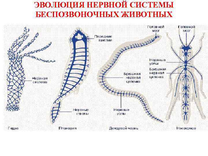 ЭВОЛЮЦИЯ НЕРВНОЙ СИСТЕМЫ БЕСПОЗВОНОЧНЫХ ЖИВОТНЫХ 