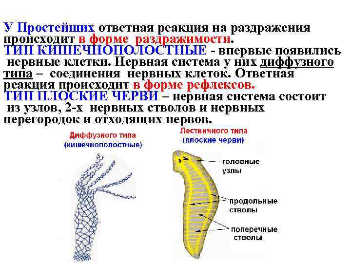 У Простейших ответная реакция на раздражения происходит в форме раздражимости. ТИП КИШЕЧНОПОЛОСТНЫЕ - впервые