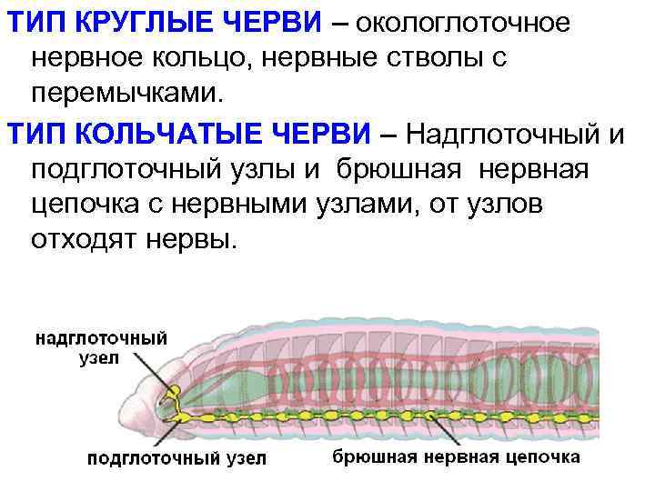 ТИП КРУГЛЫЕ ЧЕРВИ – окологлоточное нервное кольцо, нервные стволы с перемычками. ТИП КОЛЬЧАТЫЕ ЧЕРВИ