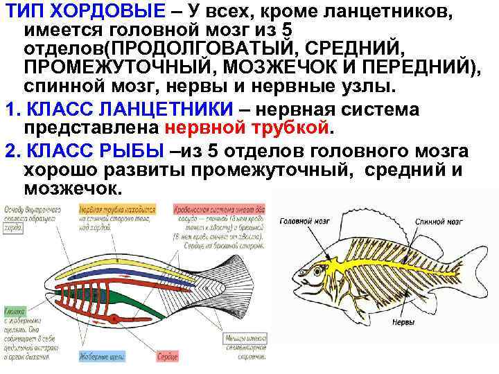 ТИП ХОРДОВЫЕ – У всех, кроме ланцетников, имеется головной мозг из 5 отделов(ПРОДОЛГОВАТЫЙ, СРЕДНИЙ,