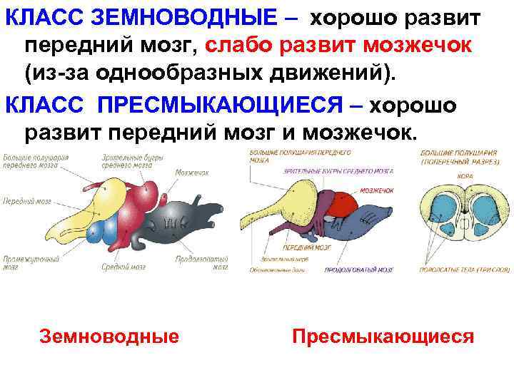 КЛАСС ЗЕМНОВОДНЫЕ – хорошо развит передний мозг, слабо развит мозжечок (из-за однообразных движений). КЛАСС