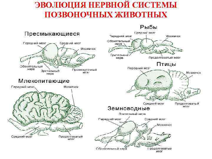 ЭВОЛЮЦИЯ НЕРВНОЙ СИСТЕМЫ ПОЗВОНОЧНЫХ ЖИВОТНЫХ 