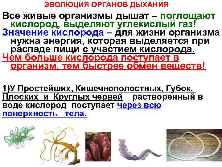 ЭВОЛЮЦИЯ ОРГАНОВ ДЫХАНИЯ Все живые организмы дышат – поглощают кислород, выделяют углекислый газ! Значение