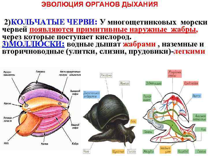 ЭВОЛЮЦИЯ ОРГАНОВ ДЫХАНИЯ 2)КОЛЬЧАТЫЕ ЧЕРВИ: У многощетинковых морских червей появляются примитивные наружные жабры, через