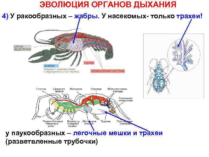 ЭВОЛЮЦИЯ ОРГАНОВ ДЫХАНИЯ 4) У ракообразных – жабры. У насекомых- только трахеи! у паукообразных