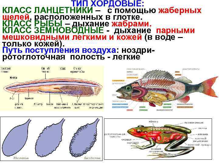 ТИП ХОРДОВЫЕ: КЛАСС ЛАНЦЕТНИКИ – с помощью жаберных щелей, расположенных в глотке. КЛАСС РЫБЫ