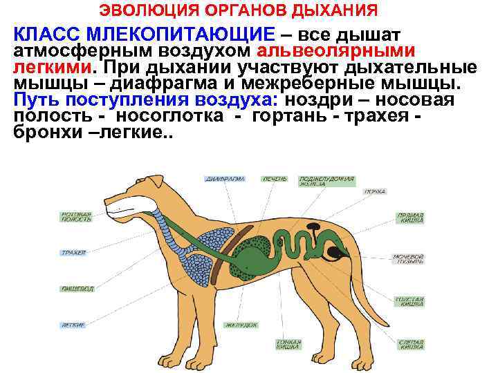 ЭВОЛЮЦИЯ ОРГАНОВ ДЫХАНИЯ КЛАСС МЛЕКОПИТАЮЩИЕ – все дышат атмосферным воздухом альвеолярными легкими. При дыхании